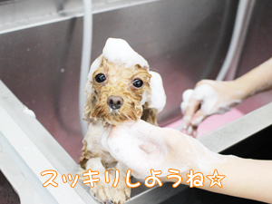 ２年生のトリミング実習♪